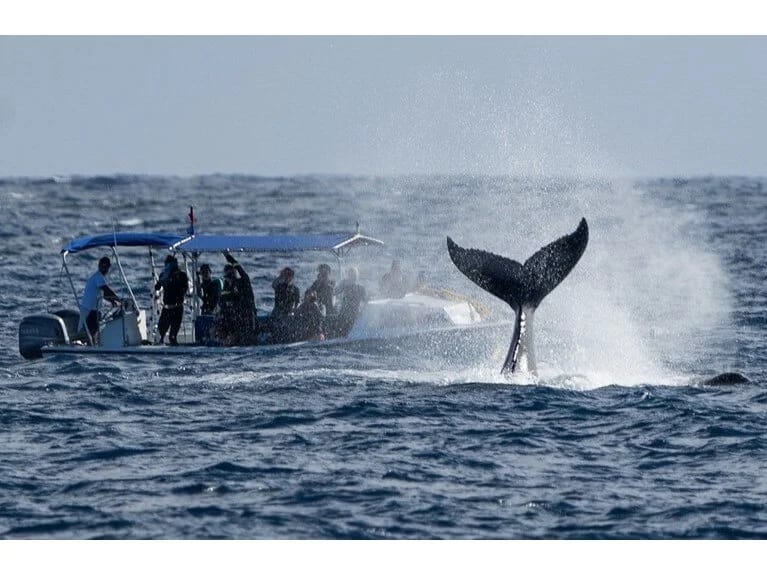 Donqar balinanın rekord qıran marşrutu: 13 min kilometrlik səyahət!