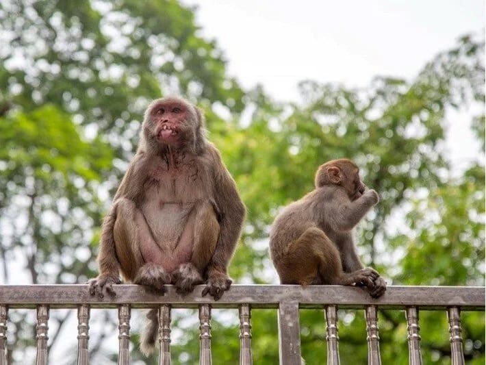 Avstraliyada erkək meymunların sterilizasiyasına qərar verilib