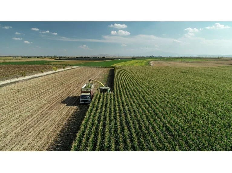 Qarğıdalı tarlasında xəzinə tapdı