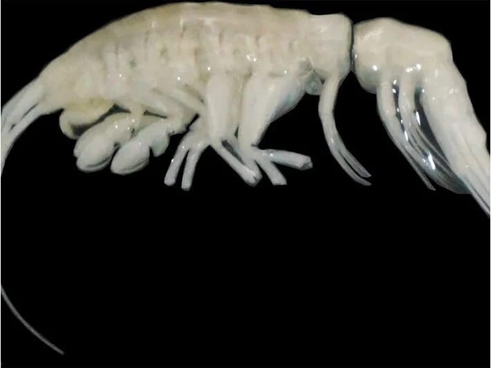 Dərin dənizlərin yeni yırtıcısı: Kabus kimi görünür! 