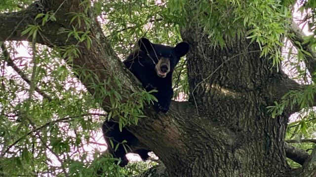 Güllələnmiş ayı ovçunun üzərinə düşərək onu öldürdü