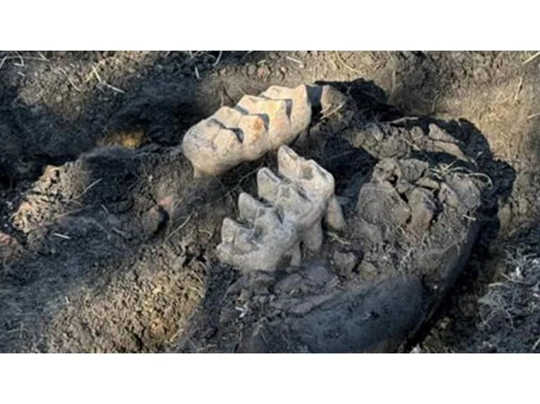 Tarix sizin həyətinizdə yatmış ola bilər: Amerikalı adam nəsli kəsilmiş heyvan qalıqları tapdı!