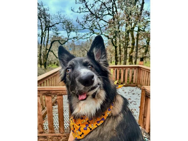 Asimmetrik siması ilə diqqət çəkib: Onu Pikassonun əsərləri ilə müqayisə ediblər