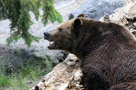 Yaponiyada qəribə hadisə: Evinə qayıdan kişi gözləmədiyi 