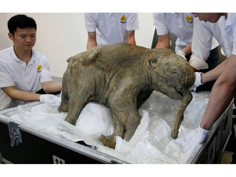 Donmuş torpaqda qeyri-adi tapıntı: 50 min il qorunub saxlanılıb