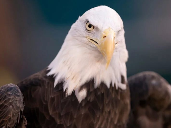 Güc və qüdrət simvolu: Keçəl qartal ABŞ-ın milli quşu oldu