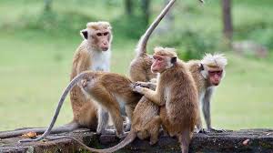 Hindistanda aqressiv meymunlar kəndi