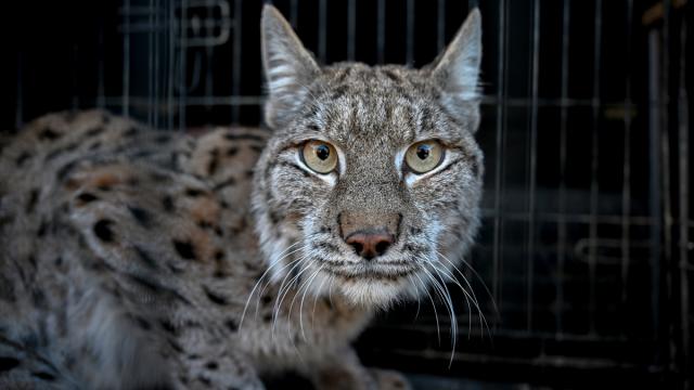 ABŞ heyvan sığınacağında quş qripi 20 böyük pişiyi öldürüb
