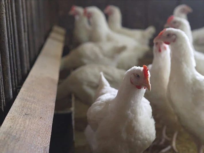 Quş qripi virusunda ilk mutasiya: Ev pişiklərinə də keçib