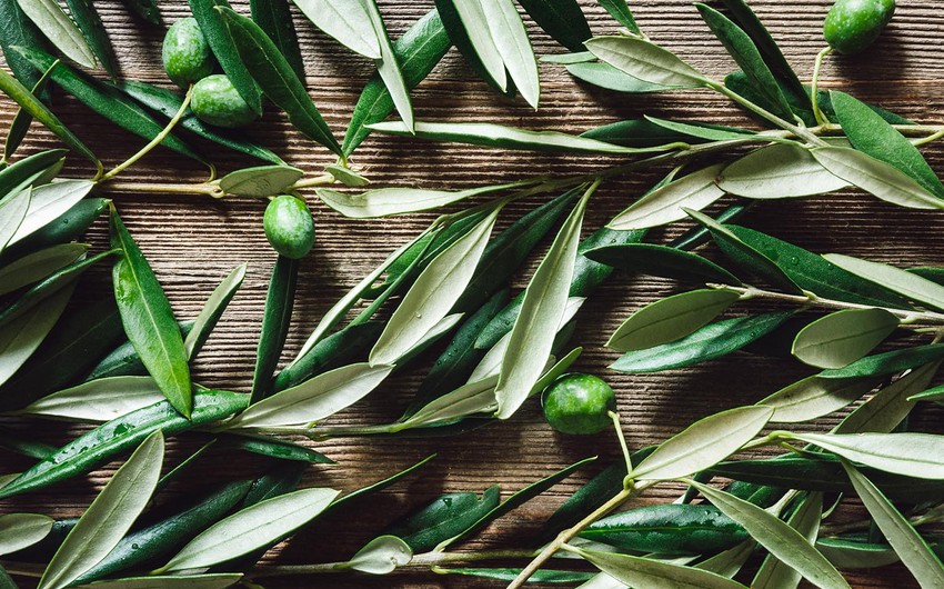 Alimlər zeytun yarpaqlarının qan təzyiqini aşağı salmağa kömək etdiyini müəyyən ediblər