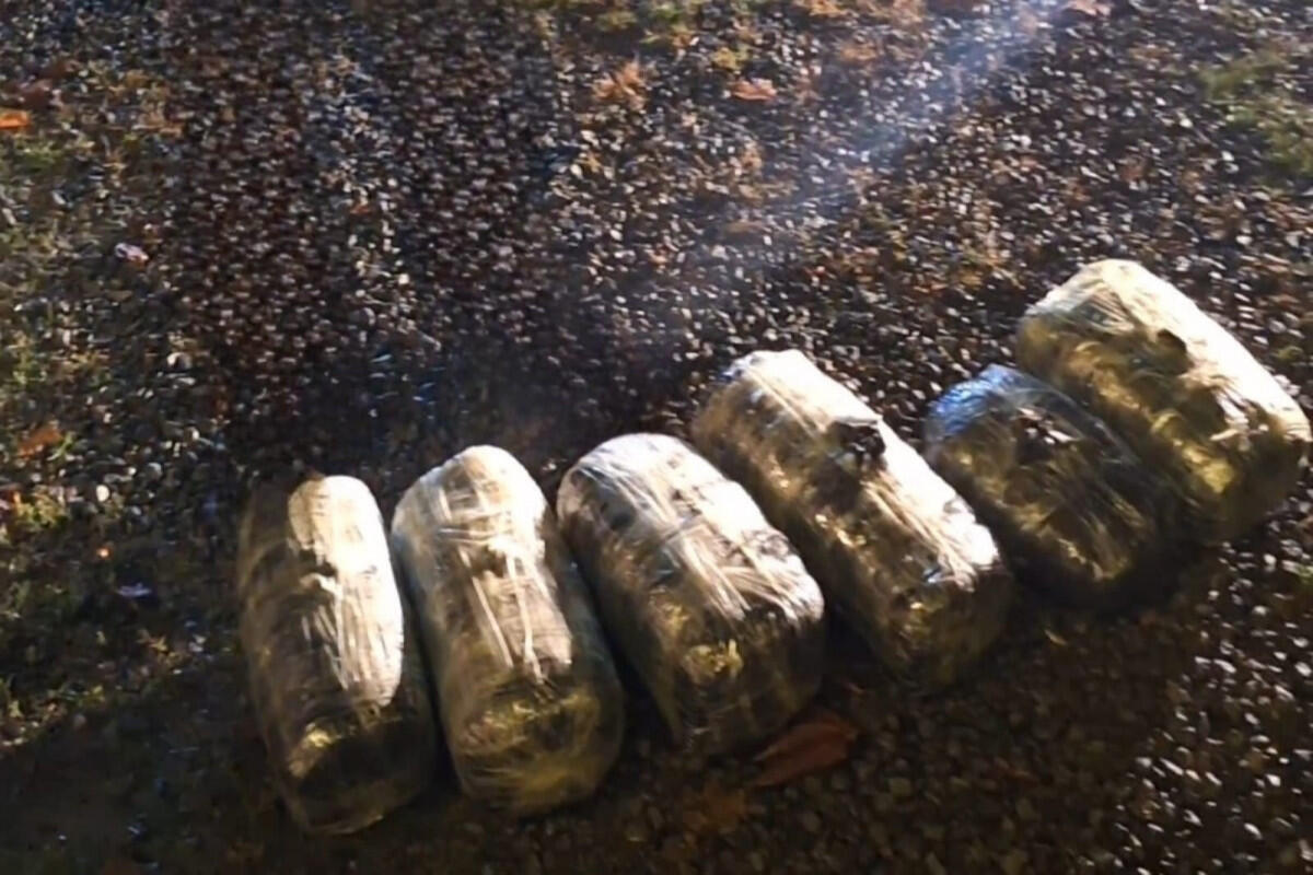 Lənkəranda 11 kiloqram narkotik dövriyyədən çıxarıldı