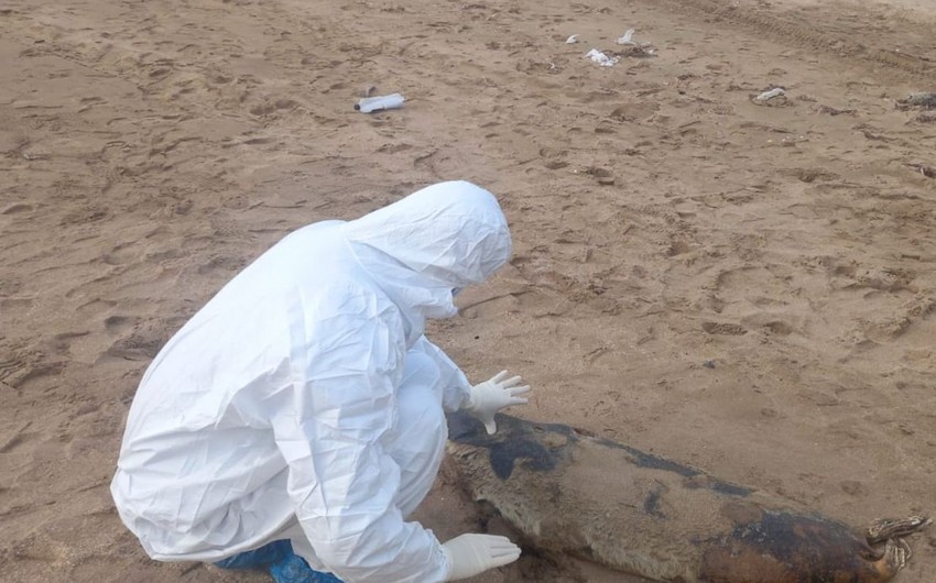 Xidmət rəsmisi: Bilgəhdəki suiti və quş cəsədlərindən nümunələr götürülüb