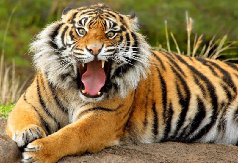 Rusiyada qorxunc hadisə: Pələng insanı parçaladı