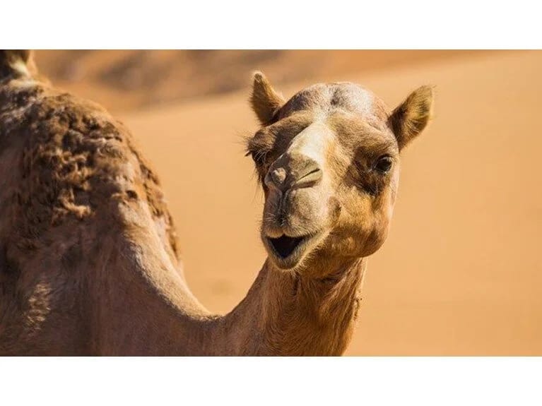 Dəvə gözəllik yarışmasında botoks böhranı!