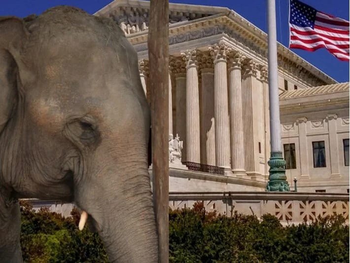 ABŞ Məhkəməsindən maraqlı açıqlama: Fillər insan deyil