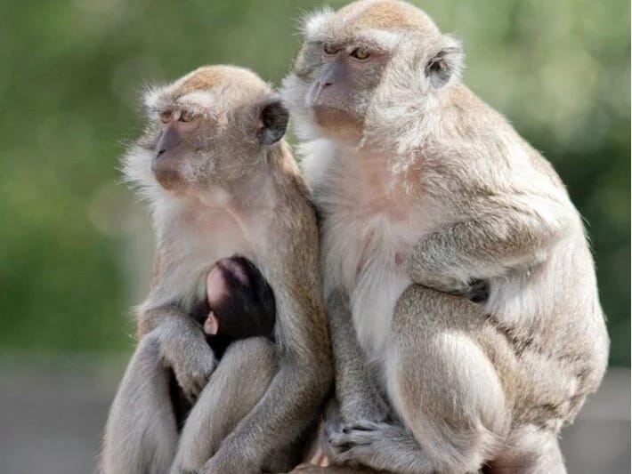 Araşdırma müəssisəsindən qaçan 43 meymun tutuldu