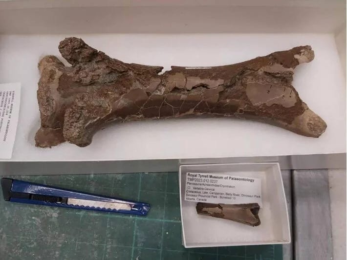 76 milyon illik qətlin üstü açıldı