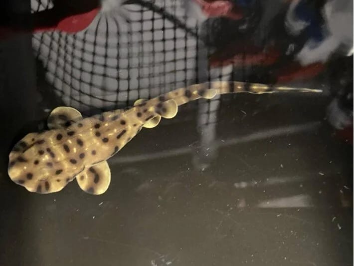 ABŞ-da möcüzəli doğuş: Akvariumda erkəksiz körpə doğulub