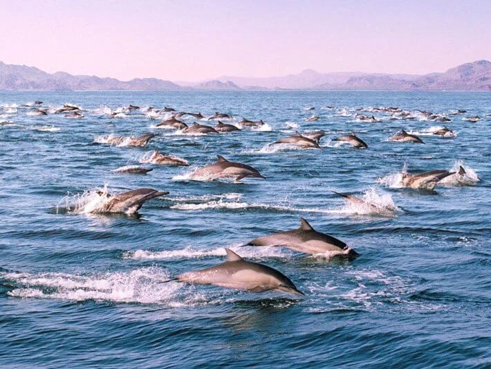 Kaliforniyada super sürü: 1500 delfin ziyafət keçirir 