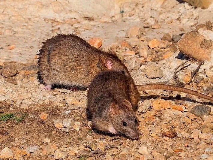 Şəhərlərdə siçovulların çoxalmasının səbəbi məlum olub