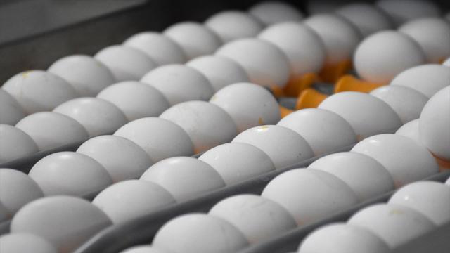 Quş qripi yumurta qiymətlərini artırdı