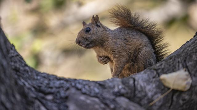 Dələ minlərlə insanı və müəssisəni işıqsız qoydu