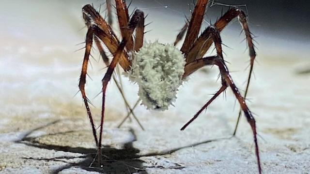 Alimlər hörümçəkləri zombilərə çevirən göbələk aşkar ediblər