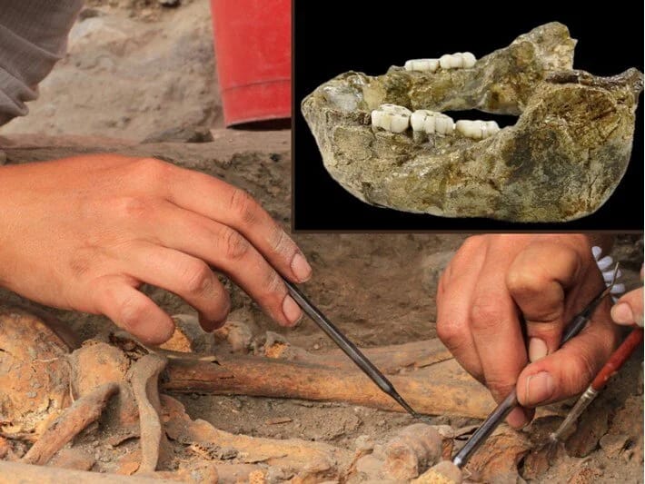 İnsanın naməlum yeni qohumu: 1,4 milyon illik çənə sümüyü