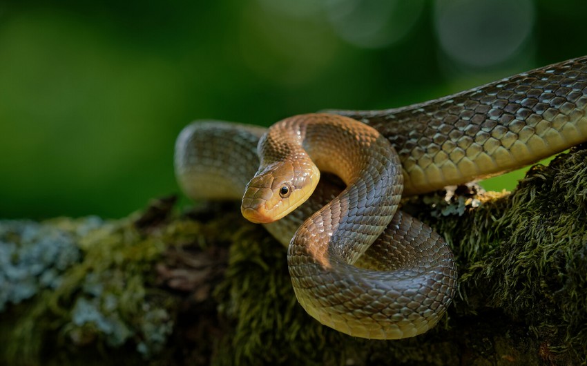 Böyük Britaniyada 300 min il öncə adalarda yoxa çıxmış ilanlar tapılıb