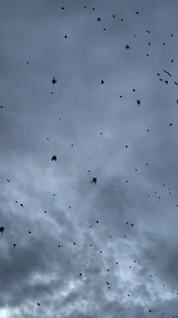 Göydə hörümçək yağışı: Alimlər səbəbini açıqladılar