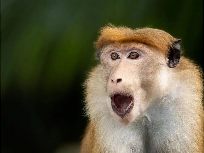 Transformatora meymun girərək bütün ölkənin elektrik enerjisini kəsib