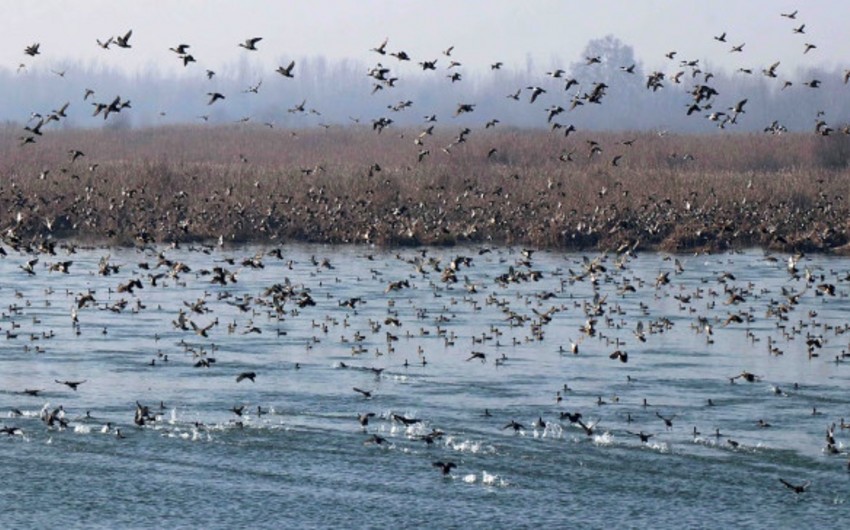 ABŞ-nin bəzi ştatlarından Azərbaycana quşçuluq məhsullarının gətirilməsinə məhdudiyyət qoyulub