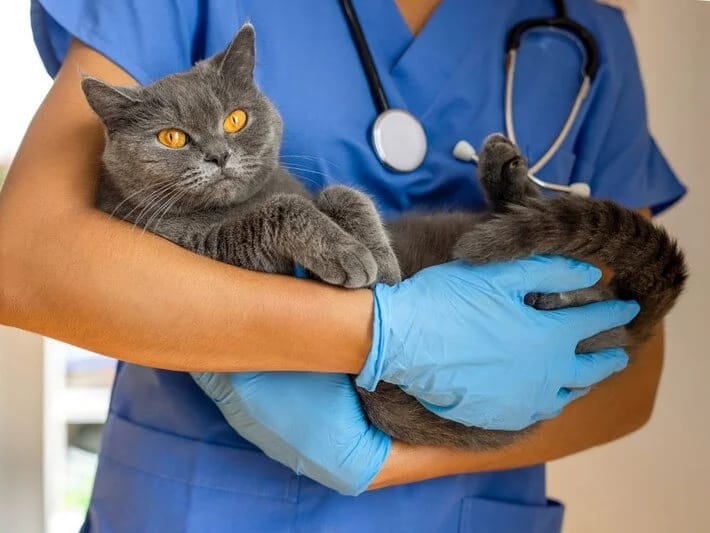 Pişiyini tomoqrafiya müayinəsinə qoydu, istintaq başladıldı!