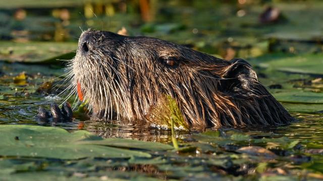Səkkiz qunduz hökumətin milyon dollarlıq bənd planını həyata keçirdi