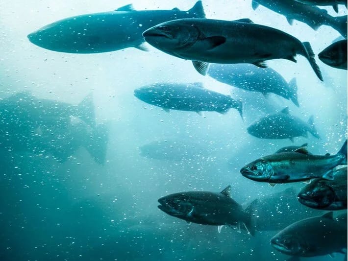 27 min balıq qaçdı: İtmiş qızılbalığı tapanlara pul mükafatı