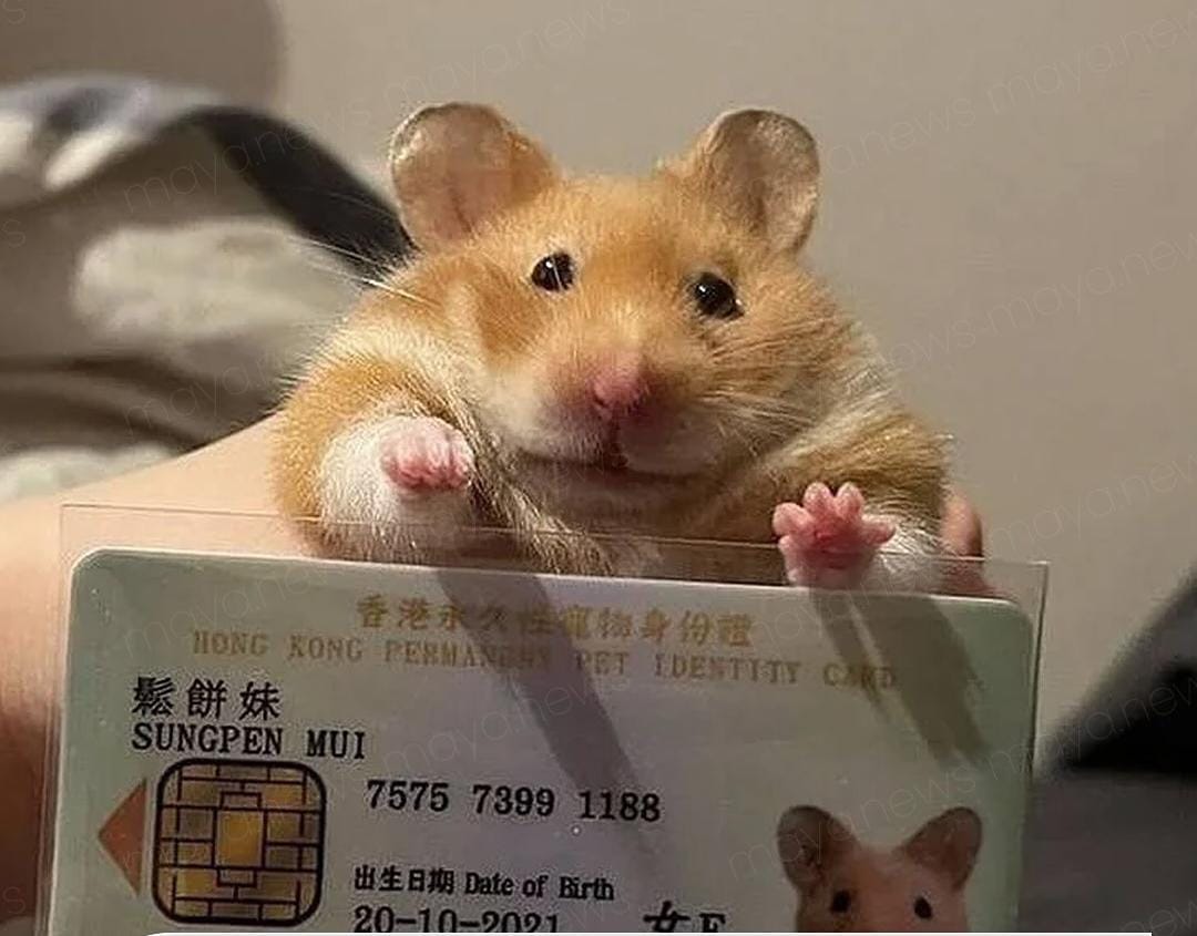 Bu ölkədə ev heyvanlarına pasport almaq məcburi oldu - FOTOLAR