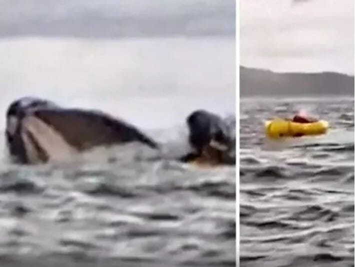 Balina gənc oğlanı uddu, sonra tüpürdü