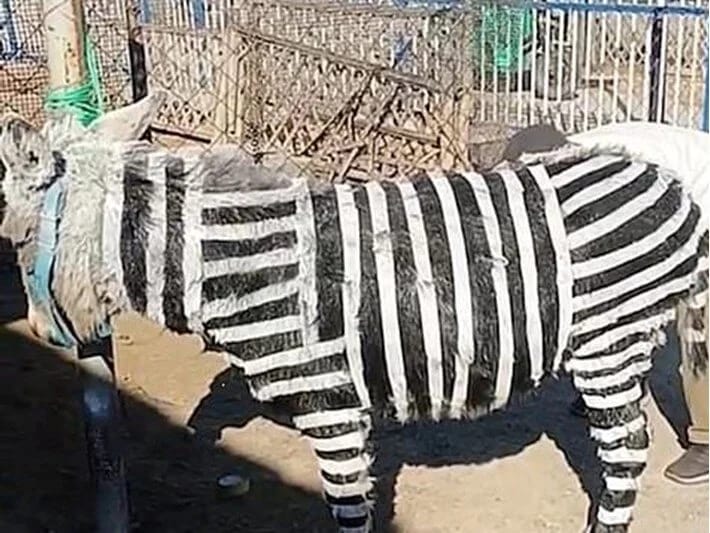 Zebra tapa bilmədilər, eşşəkləri boyadılar