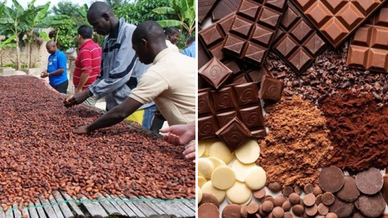 Kakao böhranı: Qlobal ərzaq təhlükəsizliyi təhdid altında