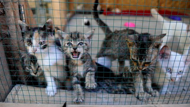 Hindistanda bir mənzildə təxminən 300 sahibsiz pişiyin yaşadığı müəyyən edilib
