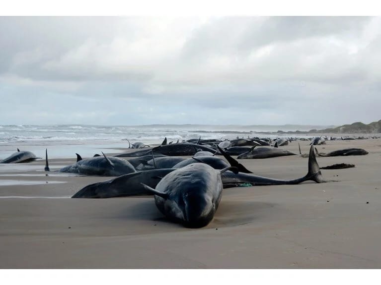 Saxta qatil balinalar sahilə çıxdı