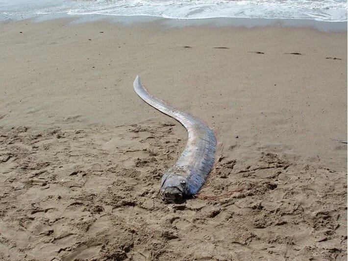 Fəlakətin xəbərçisi: Qiyamət balığı Meksikada sahilə çıxdı! 