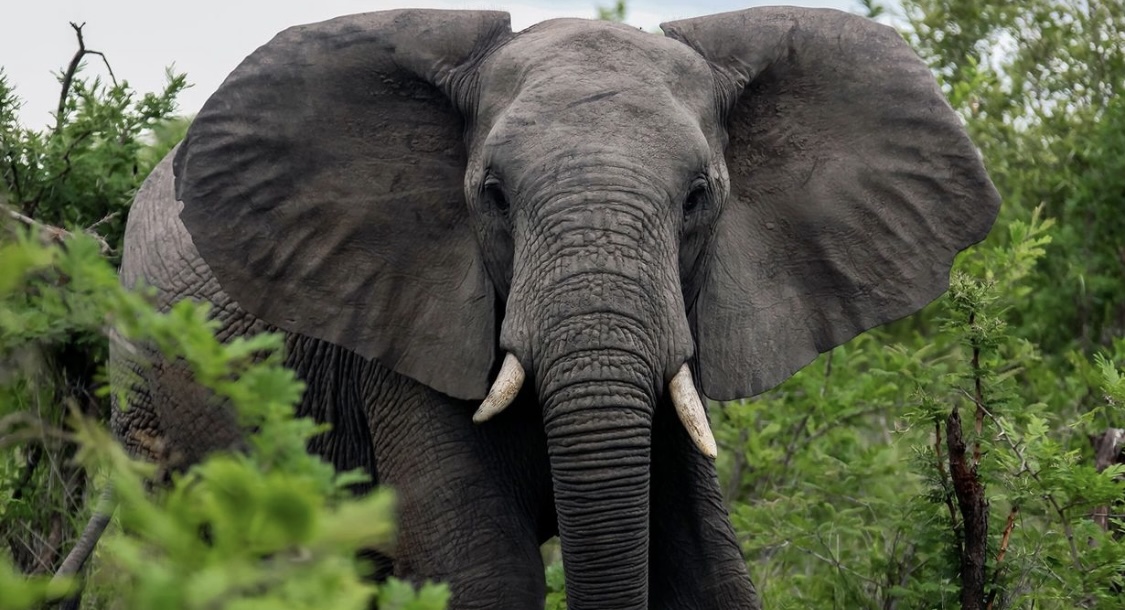 Hindistanda fil hücumu nəticəsində 5 nəfər öldü