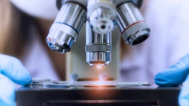 Rosatom alimləri canlı hüceyrələrdən damarlar yetişdiriblər