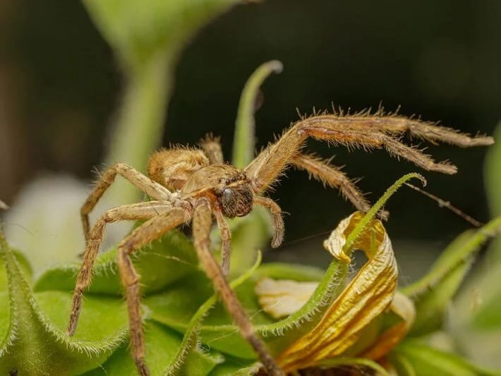 Təyyarə pilotunu 35 min fut yüksəklikdə tarantula dişləyib, sərnişinlər panikaya düşüb