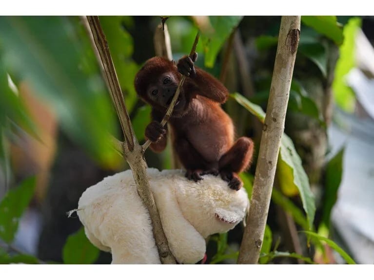 Kolumbiyada meymun balası ələ keçirilib: Onun səsi 5 kilometr uzaqdan eşidilir