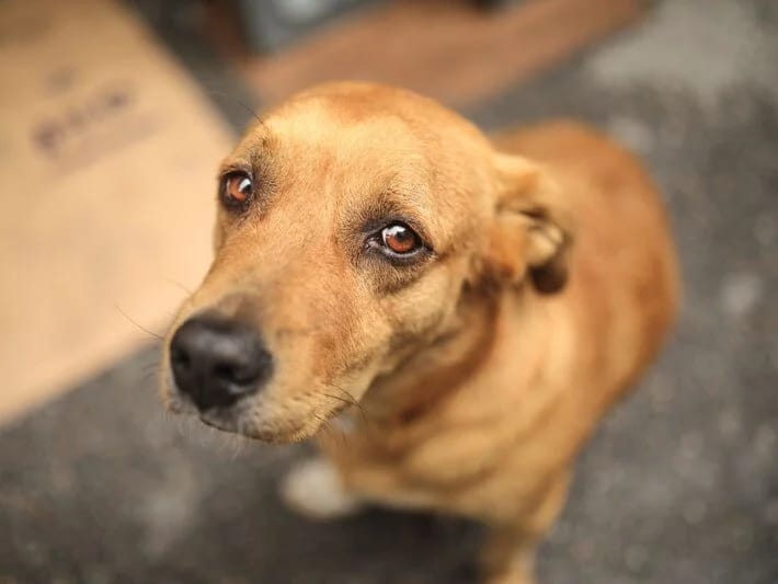 İtlərin sevimli rəngi məlum oldu