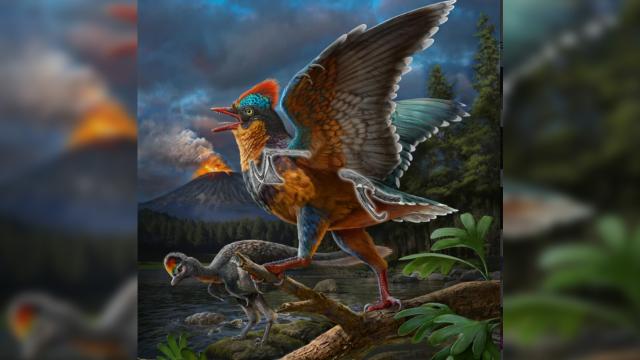 Alimlər ən qədim quşlardan birini aşkar ediblər