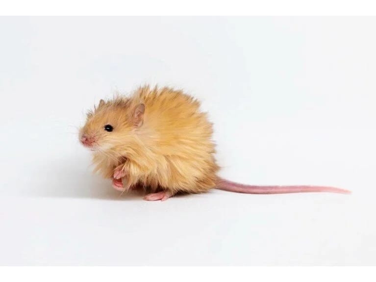 Mamont tüklü siçan sürprizə səbəb oldu: Nəsli kəsilmiş növlər üçün tarixi addım