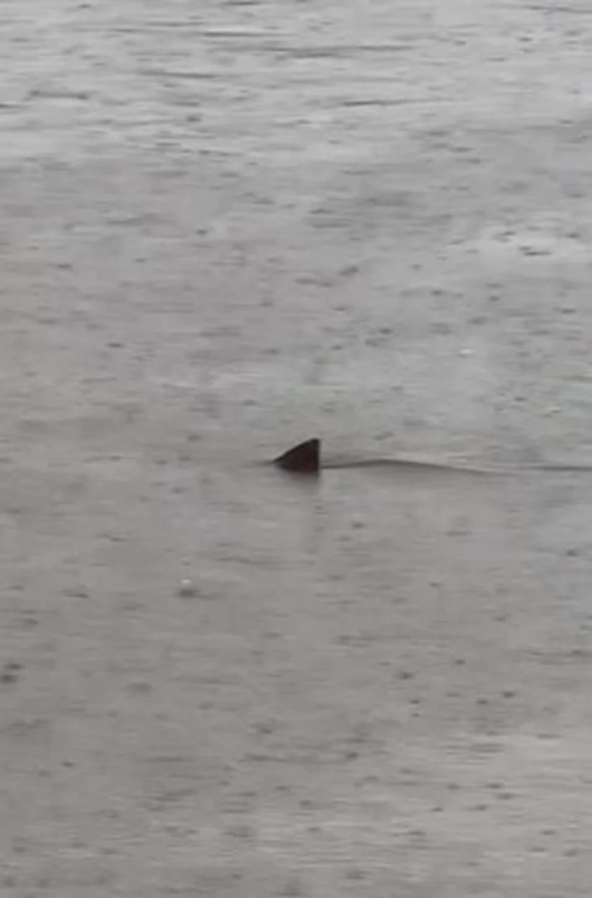 Avstraliyada kanallar köpək balıqları ilə doldu